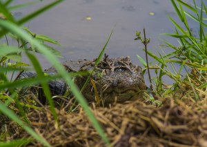 PASSEIO_ESTANCIA_MIMOSA